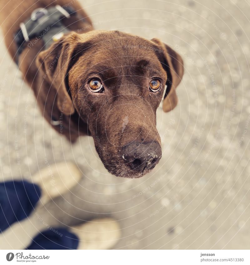 doggie eyes Dog Labrador Brown Pet Animal Animal portrait Exterior shot Looking into the camera Cute Shallow depth of field Observe Animal face