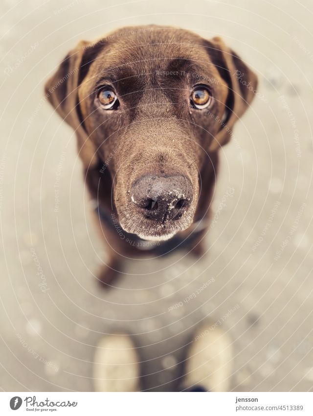 doggie eyes Dog Labrador Brown Pet Animal Animal portrait Exterior shot Looking into the camera Cute Shallow depth of field Observe Animal face