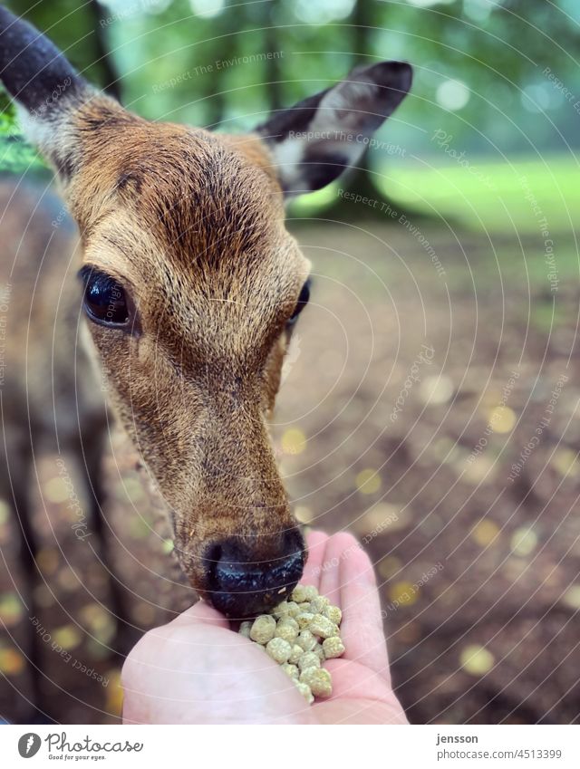 doe eats out of her hand Hind sikawild Sika deer Wild animal Game park Feeding feeding Hand dried fodder Animal Colour photo Exterior shot Nature