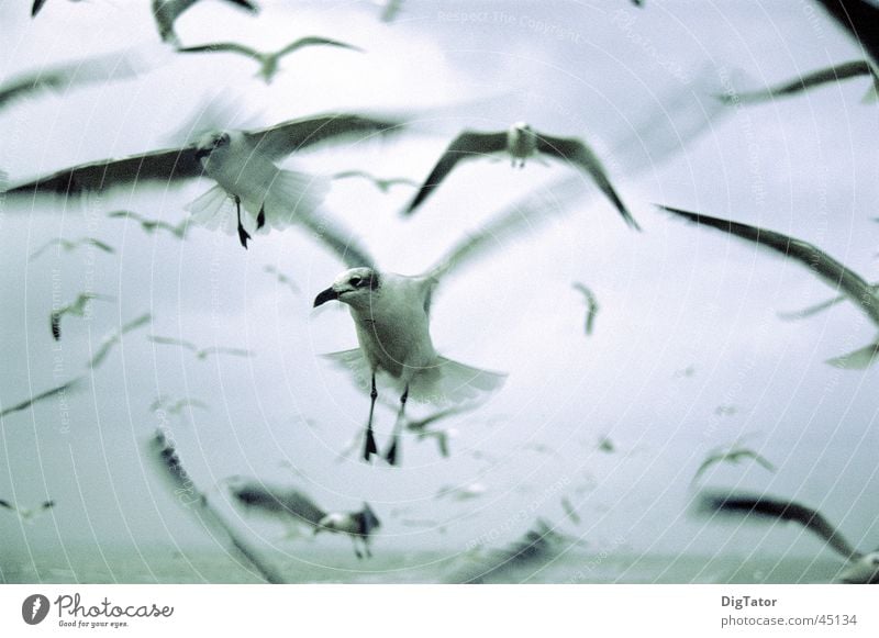 The birds Seagull Monochrome Bird Ocean Clouds Cold Wet agressive Movement Sky Fear Exterior shot