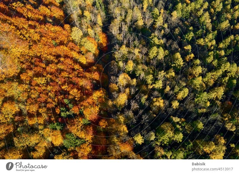 Road through forest, aeroal view road autumn woodland tree landscape nature travel outdoor scenic background pattern beautiful scenery aerial park fall tourism