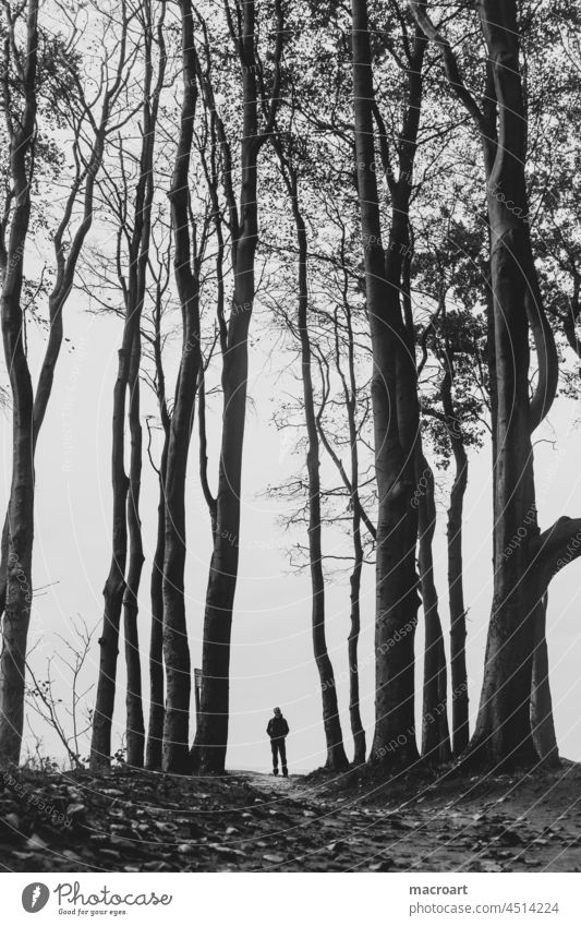 A little man stands in the forest Man Dark black and white Stand blurred Tree trees Forest Bleak Sparse off sad Lonely Loneliness Gloomy silent depresion Fear
