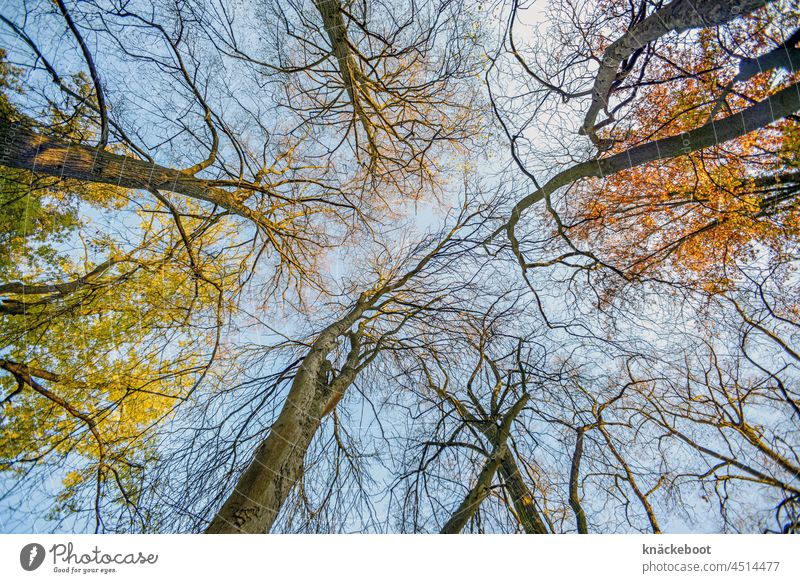 autumn Autumn Colouring trees Leaf Tree Branch Autumnal Autumn leaves Twig Autumnal colours Yellow Early fall Transience