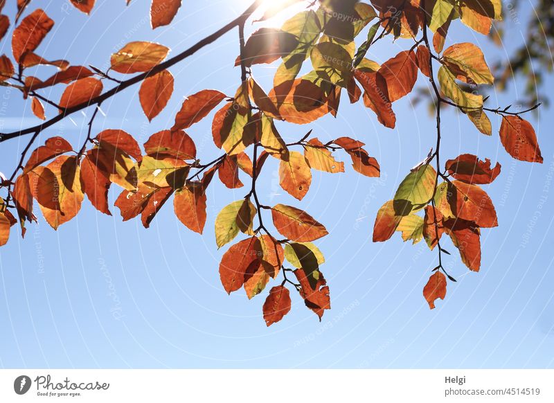sunny autumn - autumnal colored beech leaves in front of blue sky with sunshine Leaf Branch Twig Beech leaf Autumn Autumnal colours Sky Sunlight Back-light