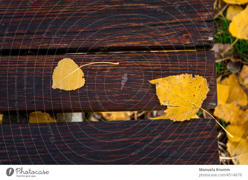 Leaves on a bench Leaf Autumn Autumn leaves Exterior shot Colour photo Yellow Autumnal Maple leaf Autumnal colours Early fall Seasons Nature pretty Bench Gold