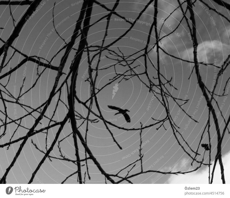 Bird between the branches Nature Sky Freedom Flying Animal Exterior shot Black & white photo Grand piano Environment Deserted Air