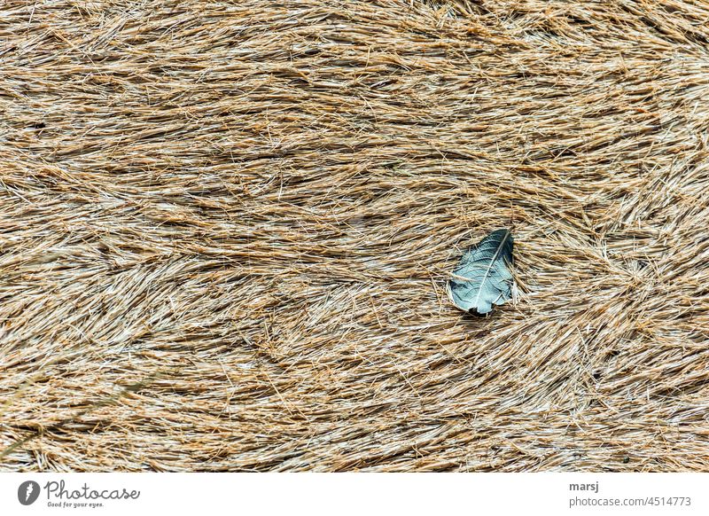 Bedded on larch needles lies this autumn leaf Structures and shapes Leaf Autumnal autumn decoration Accumulation Autumn leaves Autumnal colours Early fall