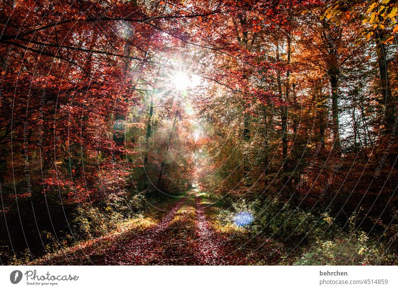 be flooded with light. the forest, the heart, the soul. when the worry goes. Autumnal landscape Autumnal weather leaves Automn wood Sunbeam autumn walk Idyll