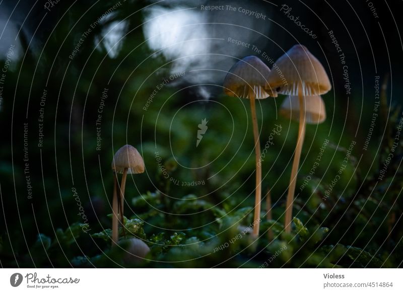Helmetlings in the fairy tale forest Forest Moss mushrooms Dark somber Fairy tale Ground Green helmets Mycena