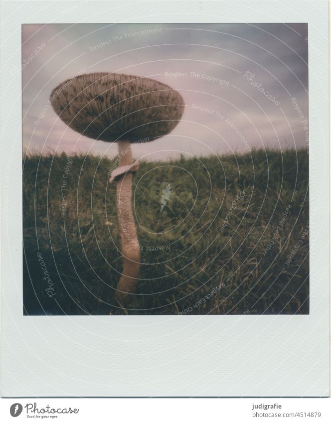 Mushroom on Polaroid Mushroom cap Nature Autumn Sponge mushroom Meadow Autumnal Large wax slats Hat naturally Growth Sky Close-up