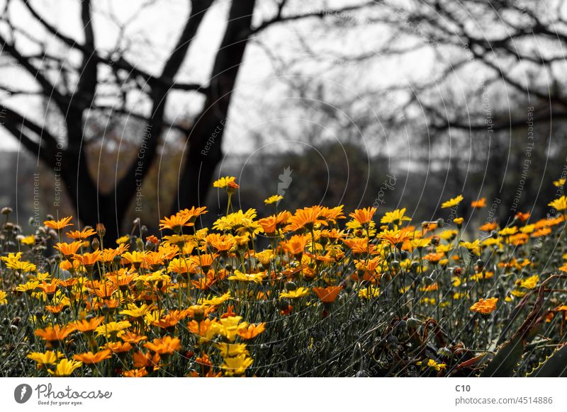 Garden of yellow and orange daisy flowers, Lampranthus glaucoides South Africa african beauty bloom blooming blossom botanical botany bush iceplant cape