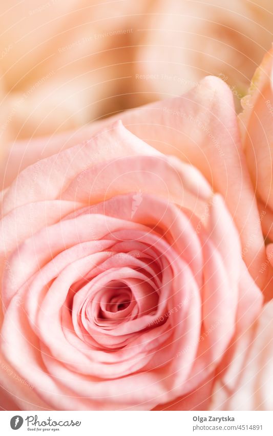 Close up of tender rose. pastel flower petal background creamy color soft focus closeup blossom card romantic mothers day pink light floral beautiful valentine