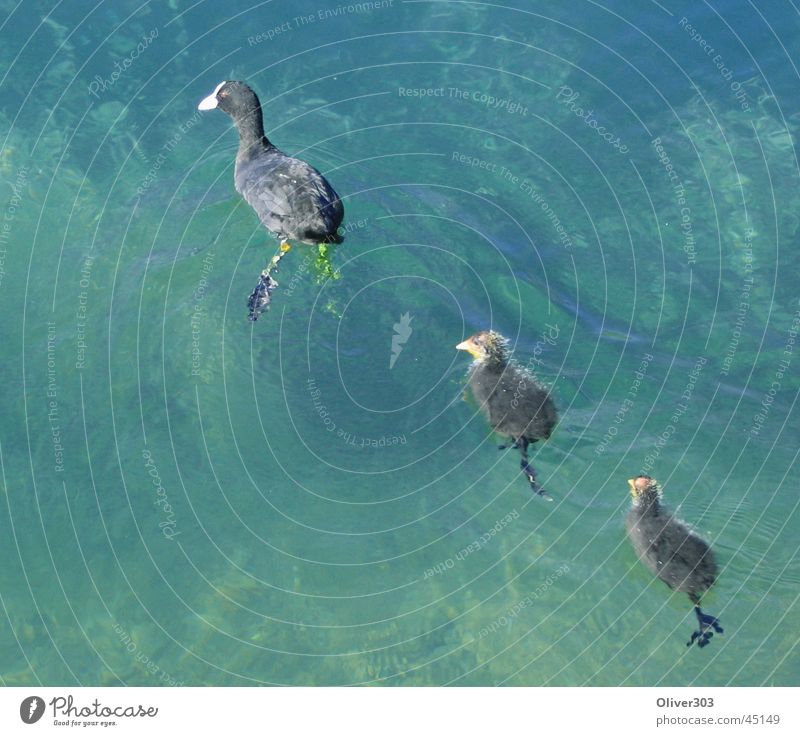 three swimmers Lake Transport Duck