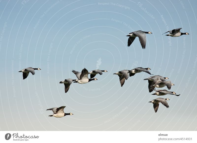 13 Barnacle geese in flight / bird migration Barnacle Goose Migratory bird Branta leucopsis Barnacle Geese flight formation Sky blue birds Freedom
