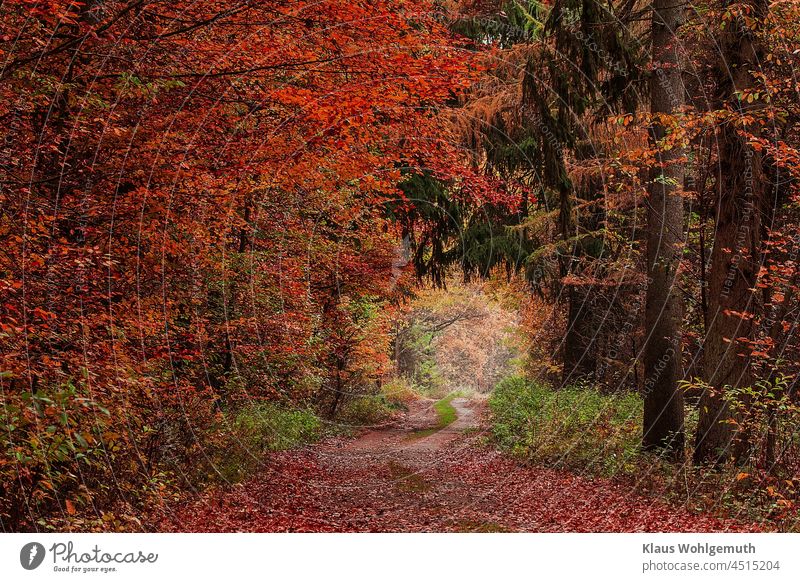 Forest path with colorful leaves in autumn Autumn forest path foliage Automn wood off Haze tranquillity Spruce beech leaves Beech tree Colour photo colourful