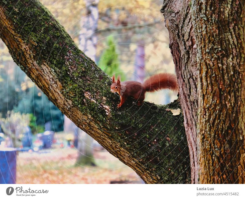 a very lively squirrel ready to escape looking into the camera, behind it an autumnal cemetery Squirrel Autumn Autumnal Autumn leaves Cemetery Graves Tree