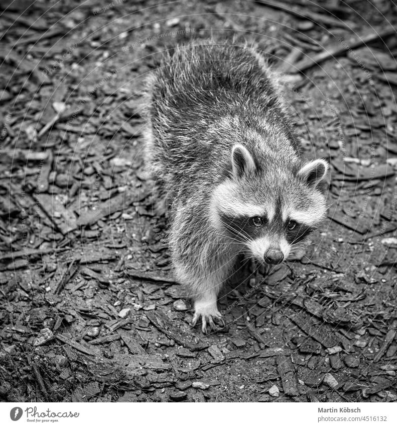 a raccoon in black and white recording in cozy aisle mammal bear animal north american predator mask bathe nature curious plague fur house tree cute striped