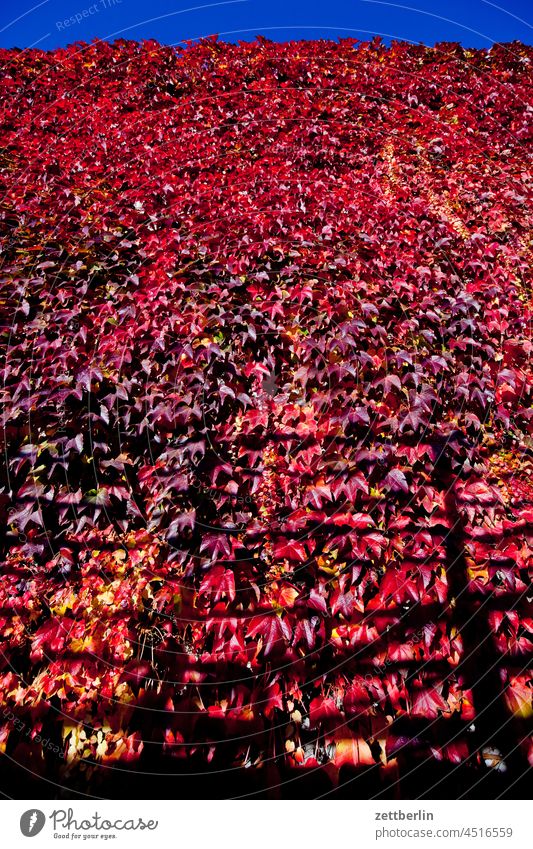 Autumn leaves (red wine) Architecture Berlin Office city Germany Twilight Worm's-eye view Capital city House (Residential Structure) Sky High-rise downtown