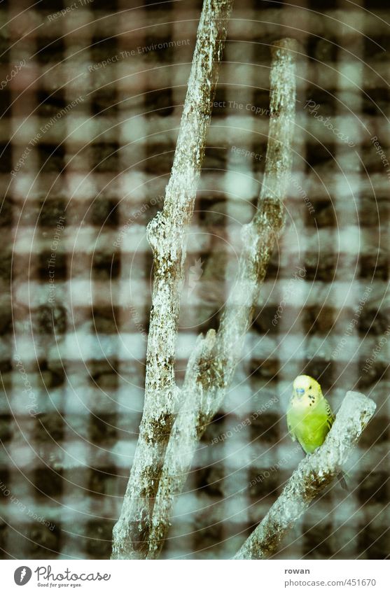 budgie Pet Bird Zoo 1 Animal Green Grating Cage Captured Sit Branch Flying Grid Individual Loneliness Budgerigar Parallel Penitentiary Colour photo