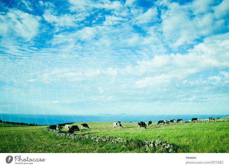 landscape Environment Nature Landscape Plant Animal Sky Clouds Weather Beautiful weather Meadow Field Cow Herd Fresh Natural Juicy Clean Grass