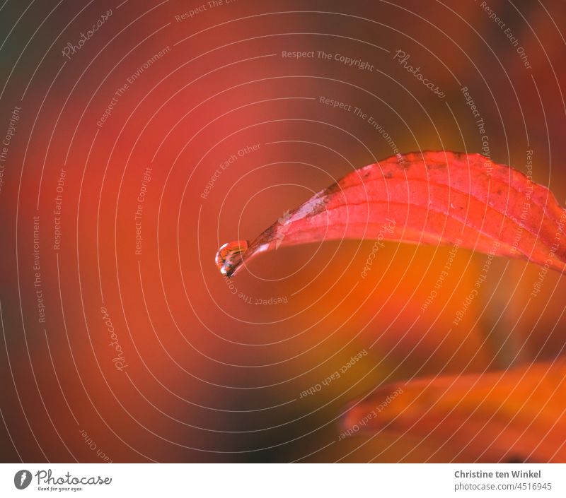 Bright red autumn leaf with a drop of water at the top. The blurred background is mostly red Leaf Autumnal colours Autumn leaves Nature Change shrub