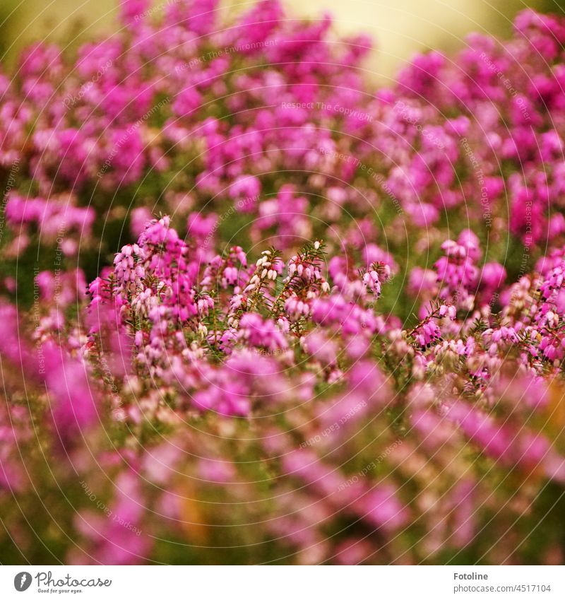 Flowering Heath Heathland Nature Exterior shot Colour photo Deserted Summer Plant Heather family Wild plant Shallow depth of field Pink Blossoming Day Green