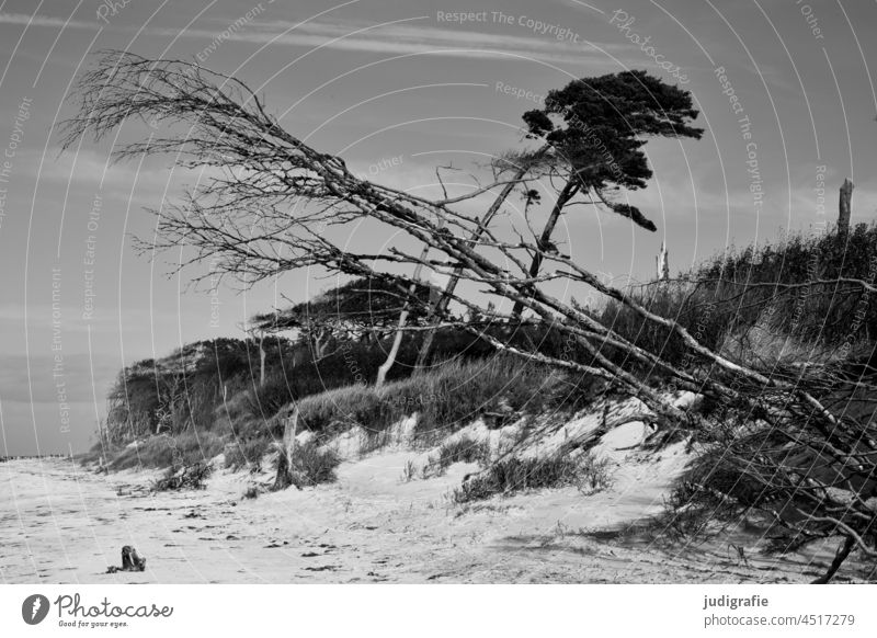 Windfowlers at the Darss West Beach Wind cripple trees Western Beach coast Baltic Sea Fischland-Darss-Zingst National Park