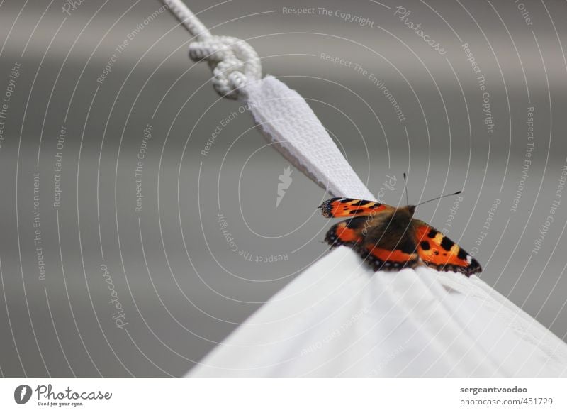 I´ ve been everywhere.... Animal Wild animal Butterfly 1 Knot Flying Illuminate Dream Wait Esthetic Free Beautiful Gray Orange Black Calm Purity Contentment