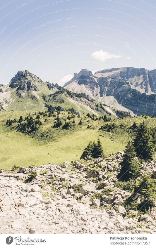 Green Summer Alps in Switzerland Peak schynige platte Nature Landscape