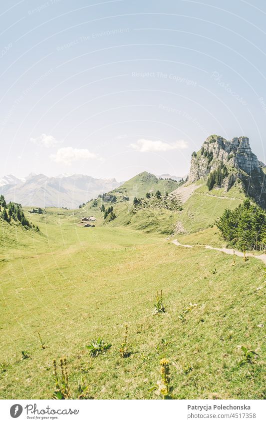 Schynige Platte Green Plateau in the Alps in Switzerland during Summer plateau schynige platte Peak Nature Landscape