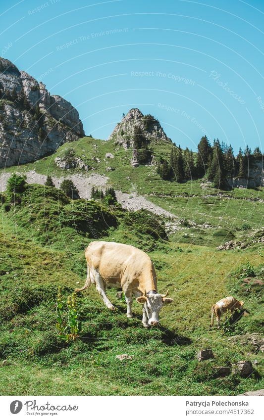Beige Swiss Cow in Field in the Alps Mountains in Switzerland Cream Meadow Pasture Summer