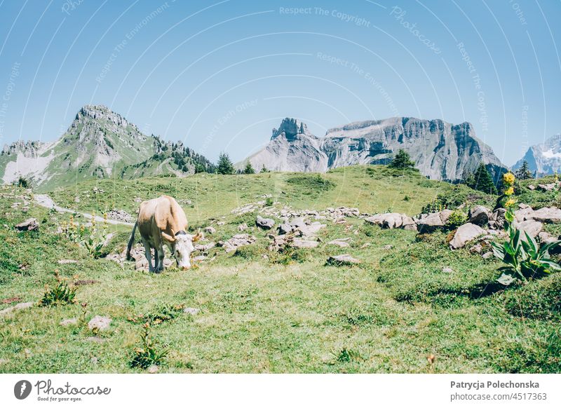 Beige and White Cow Grazing in Pasture in High Alps in Switzerland Cream grazing Field Meadow Mountain Landscape