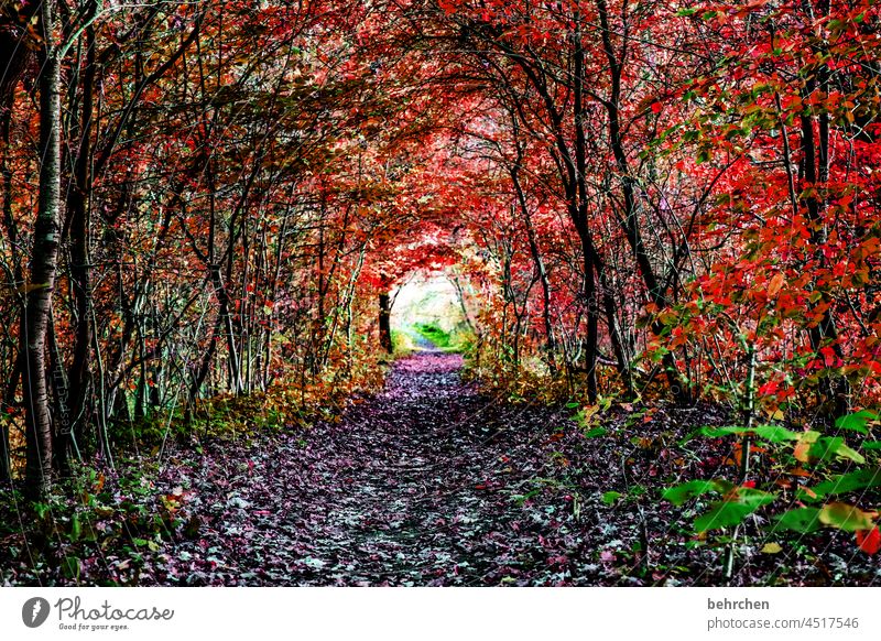 tunnel vision Dark Mysterious Mystic Autumnal colours Deserted Leaf Landscape Exterior shot Colour photo Seasons autumn mood autumn walk Tree Calm Autumn leaves