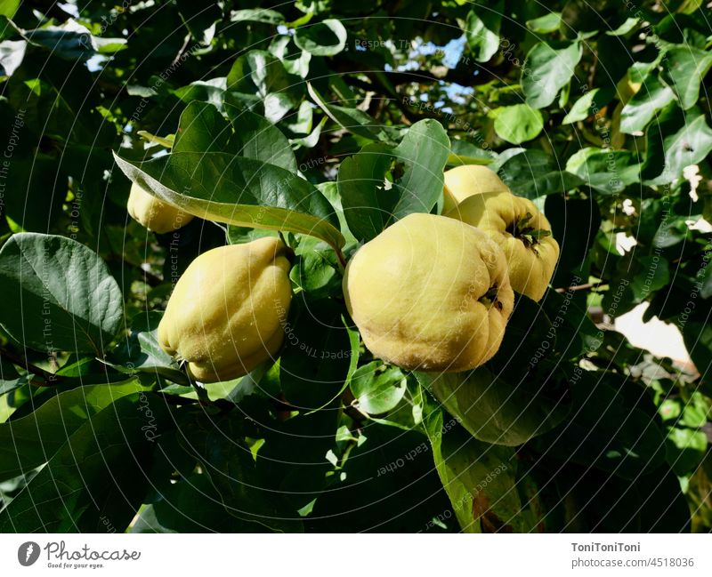 Ripe quince hanging in quince tree Quince fruit Quince tree quittenmus Quince leaf fruit harvest Miracle of Nature