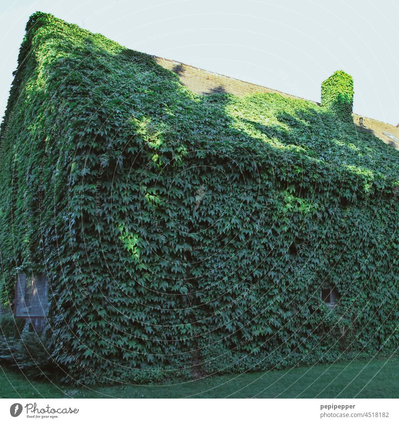 Green area - old house greenery planted with ivy Green tones Green space Ivy ivy leaves ivy leaf ivy vine wax Overgrown Nature Plant Wall (building)