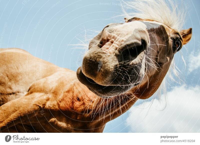 happy Horse - Horse from frog perspective Animal Animal portrait Animal face Love of animals animal world Group of animals Colour photo Exterior shot Curiosity