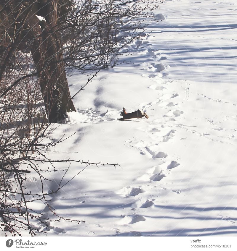 beautiful winter day | snow tracks puzzle | how the rabbit runs Snow wild rabbits Traces of snow footprints Snow layer winter impression snow-covered