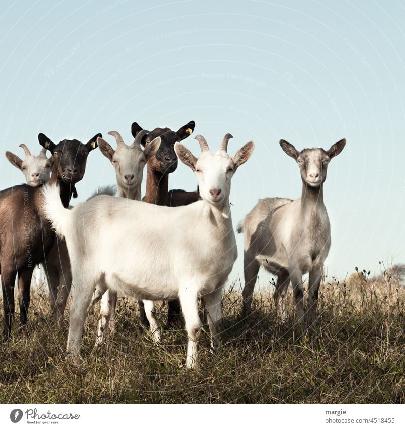 A group of goats looks attentively at the photographer Goats Farm animal Grass Willow tree observantly Nature Deserted Pet Animal portrait Meadow Herd
