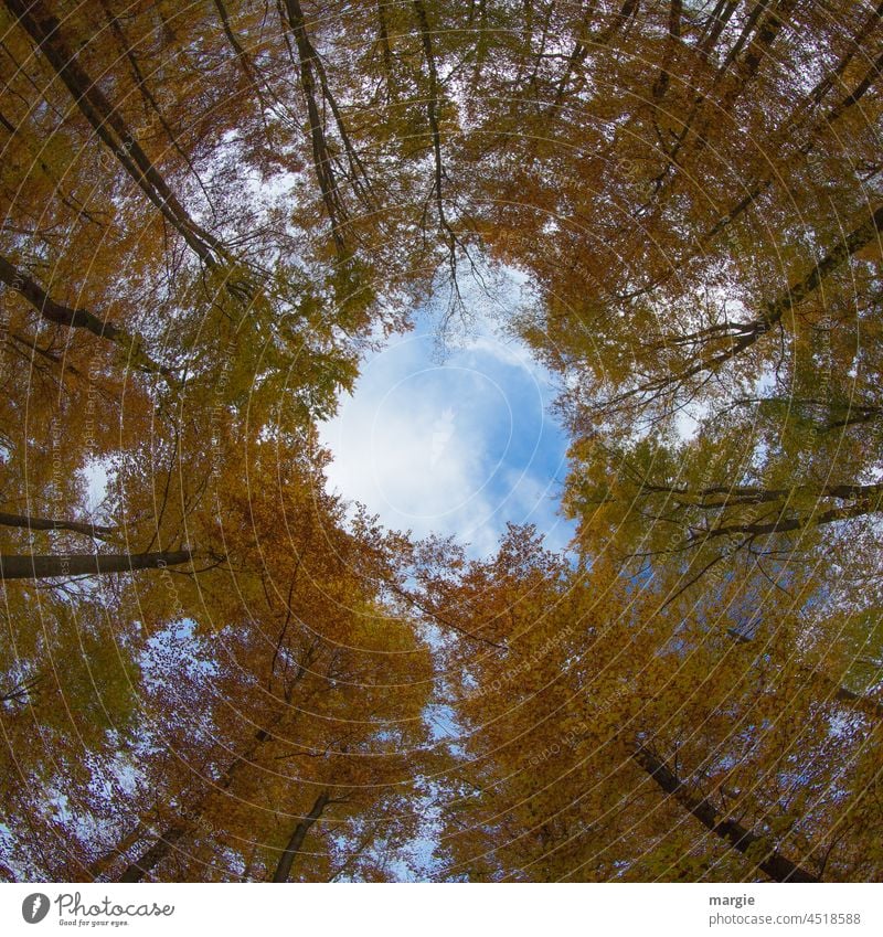 In the autumn forest a cloud hole Forest Autumn Autumnal Autumnal colours Exterior shot Automn wood Clouds Blue Deep depth of field Upward CO2 emission