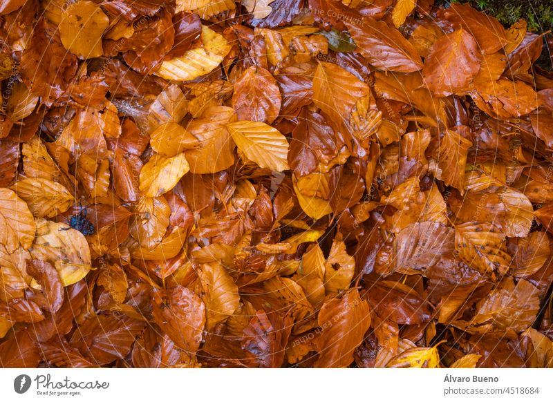 Texture of red and orange autumn leaves, on the forest floor, in Moncayo Natural Park, Zaragoza province, Aragon, Spain autumn colors autumnal textures