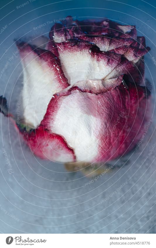 Frozen Roses in Ice Flower Ice Cubes Tray Floral ice cubes frozen flowers flower ice pop edible trapped flora art creative flowery sadness valentine day