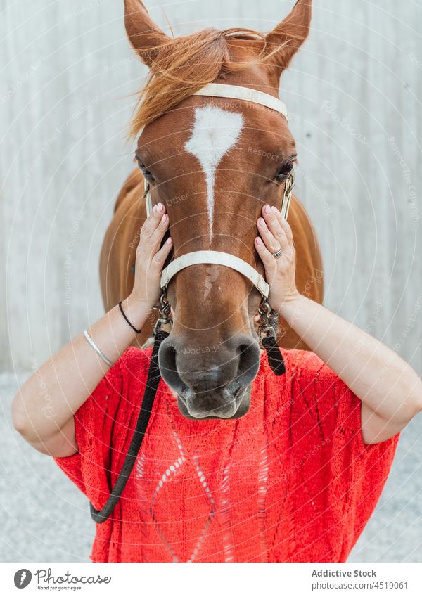 Woman covering face with head of horse woman animal muzzle harness cover face breed equine paddock hide female mammal mare equestrian stallion owner chestnut