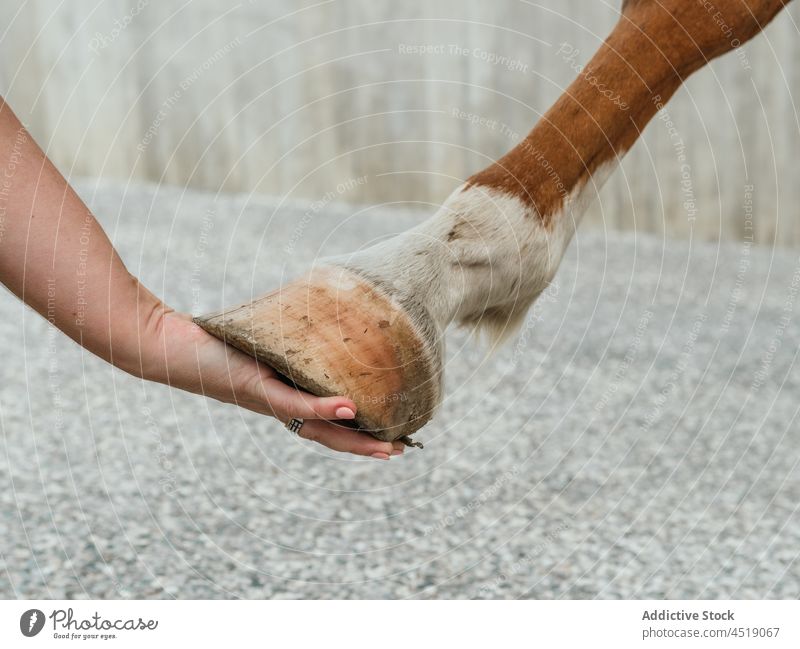 Farmer touching hoof of chestnut horse woman rider stallion livestock paddock companion dressage equestrian female owner domesticated brown stable animal equine