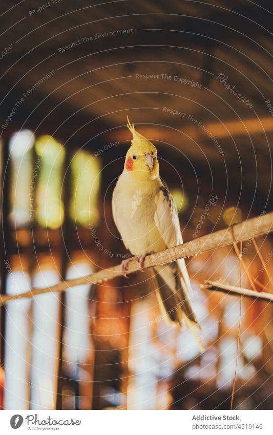 Domestic cockatiel parrot sitting on branch of tree bird plumage ornithology fauna specie spot yellow creature animal twig beak bright colorful vivid wooden