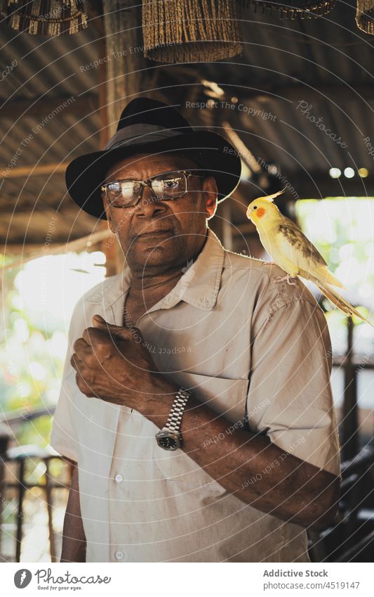 Stylish black man with cockatiel parrot on shoulder looking at camera serious confident bird style individuality trendy exotic male african american sunglasses