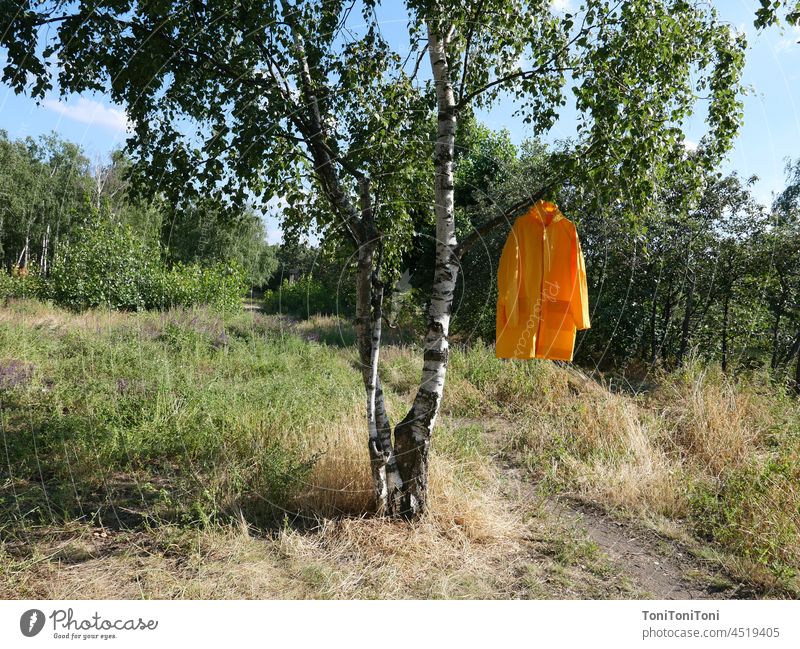 Yellow raincoat hangs in birch tree Raincoat Birch tree Nature Still Life green background