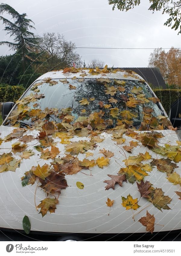 Autumn -car in maple rain leaves Colour photo Exterior shot Deserted Autumn leaves Autumnal colours Reflection Early fall Leaf Multicoloured Tree Transience