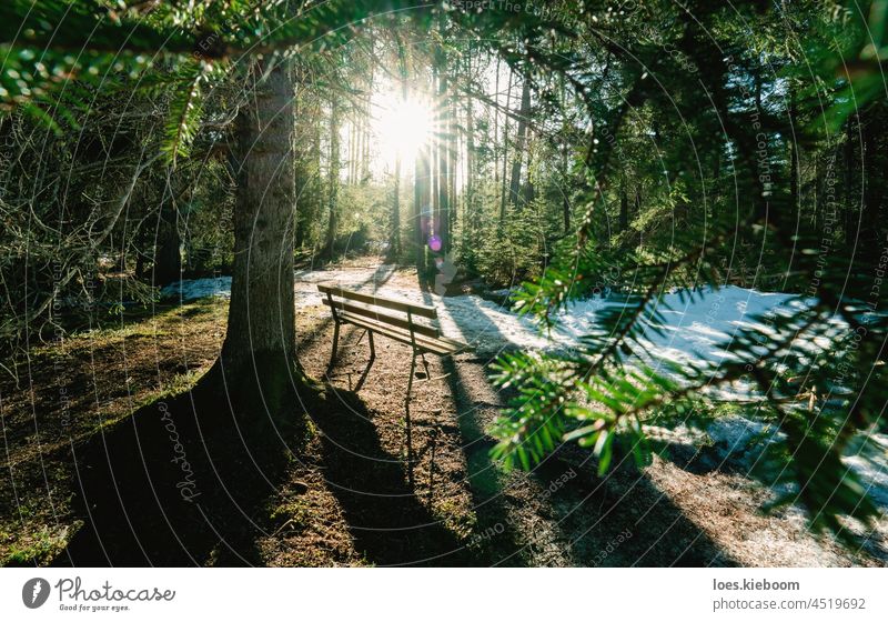 Bench in evergreen forest surrounded by melting snow with sunstar, Tirol, Austria tree bench sunlight nature pine alpine cold landscape season natural white