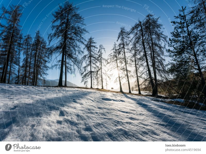 Alpine winter landscape with shining sun behind larch trees and barn, Mieming, Tirol, Austria snow silhouette tirol nature sunny snowy austria white blue season
