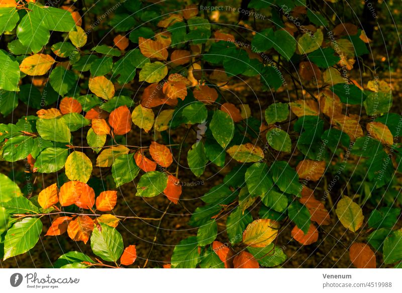 Autumn, autumn colors, the first leaves in the forest turn colorful Forest Tree forests trees Leaf Nature Colour Holiday season Germany meteorological leaf fall